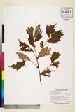 ئW:Begonia urdanetensis Elmer