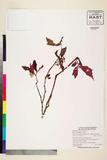 ئW:Begonia urdanetensis Elmer
