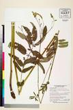 ئW:Sanguisorba tenuifolia var. alba Trautv. & C.A. Mey.