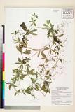 ئW:Galium pseudoasprellum Makino