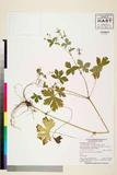 ئW:Geranium thunbergii Siebold ex Lindl. & Paxton