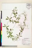 ئW:Galium pseudoasprellum Makino