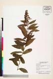 ئW:Spiraea salicifolia L.