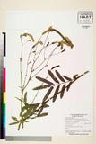 ئW:Sanguisorba tenuifolia var. alba Trautv. & C.A. Mey.