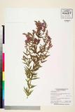ئW:Lythrum salicaria L.
