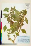 ئW:Amaranthus hybridus L.