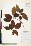 ئW:Marcania grandiflora J.B. Imlay