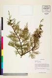 ئW:Juniperus tibetica Kom.