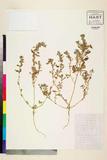 ئW:Amaranthus taishanensis F.Z. Li & C.K. Ni