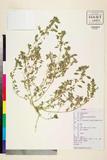 中文種名:Amaranthus polygonoides Linn.