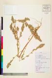 ئW:Amaranthus retroflexus Linn.