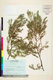 ئW:Juniperus rigida Siebold & Zucc.