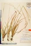 ئW:Carex subteinogyna Ohwi