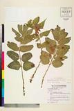 ئW:Cyrtomium falcatum (L. f.) C. Presl subsp. australe S. Matsu