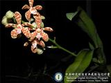中文種名:豹紋蘭