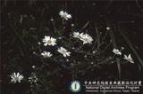 ئW:Chrysanthemum horaimontanum Masam.