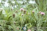 ئW:Cirsium japonicum DC.