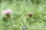 ئW:Cirsium japonicum DC.