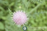 ئW:Cirsium japonicum DC.