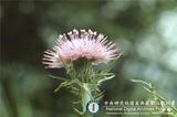 ئW:Cirsium japonicum DC.