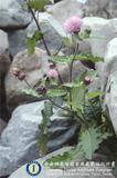 ئW:Cirsium japonicum DC.