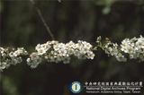 ئW:Spiraea prunifolia Sieb. & Zucc.