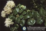 ئW:Eupatorium luchuense Nakai