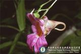 中文種名:紫花鳳仙花