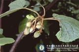 ئW:Actinidia chinensis Planch.