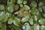 ئW:Aralia cordata Thunb. subsp. taiwaniana (Y. C. Liu & F. Y. L