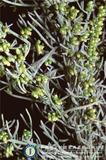 ئW:Artemisia filifolia Torr.