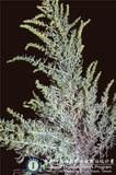 ئW:Artemisia filifolia Torr.