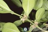 ئW:Buxus microphylla Sieb. & Zucc.