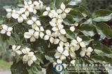 ǦW:Cornus kousa Buerg. ex Miq.