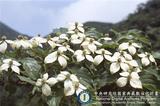 ǦW:Cornus kousa Buerg. ex Miq.