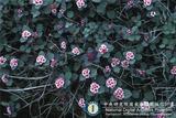中文種名:玉山繡線菊