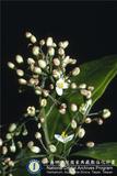 ئW:Skimmia japonica Thunb.