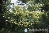 ئW:Schizophragma integrifolium Oliv.