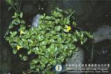 ئW:Mimulus tenellus Bunge subsp. nepalensis (Benth.) Hong