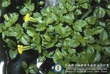 ئW:Mimulus tenellus Bunge subsp. nepalensis (Benth.) Hong