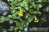 ئW:Mimulus tenellus Bunge subsp. nepalensis (Benth.) Hong