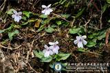 ئW:Viola formosana Hayata var. kawakamii (Hayata) Wang
