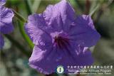 ئW:Ruellia brittoniana Leonard