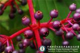 中文種名:台灣野牡丹藤
