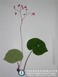 中文種名:半側膜秋海棠
