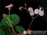 ئW:Begonia variifolia Y.M. Shui & W.H. Chen