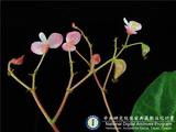ئW:Begonia variifolia Y.M. Shui & W.H. Chen
