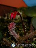 中文種名:Begonia zhengyiana Y.M. Shui