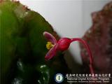 ئW:Begonia zhengyiana Y.M. Shui