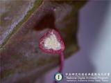 ئW:Begonia zhengyiana Y.M. Shui